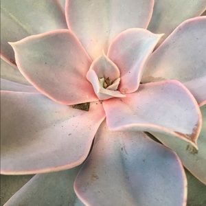 Meet your Posher, Carly